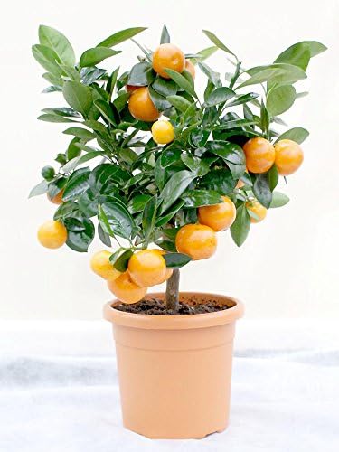 Calamondin Standard (miniature Orange) Tree