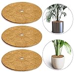 Tree Seeds Rubber