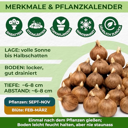 Riesen Krokusse Zwiebeln Winterhart Mehrjährig - 50 Blumenzwiebeln – Ansicht 6
