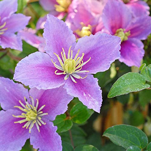 Clematis ‘Piilu’ Flowering Climber, Potted Garden Plants Ideal for Cottage Gardens, Walls, Fences, Patio and Containers Supplied as 1x 1.7 Litre Pot by Thompson & Morgan