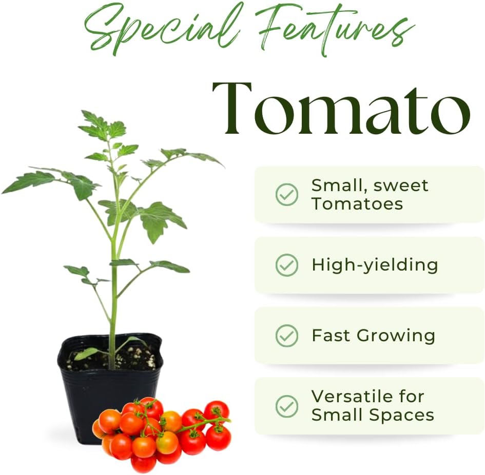 Tomato Plant Live for Planting, Cherry Red Tomato Plant Live, 8-10 Inc Tall, Well Rooted 4 Inc Pot, Sweet Tomatos, Trailing Vine for Outdoor Garden
