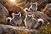 Versele-Laga Nature Chinchilla | 2,3 kg | Alleinfuttermittel für Chinchillas | Getreidefrei
