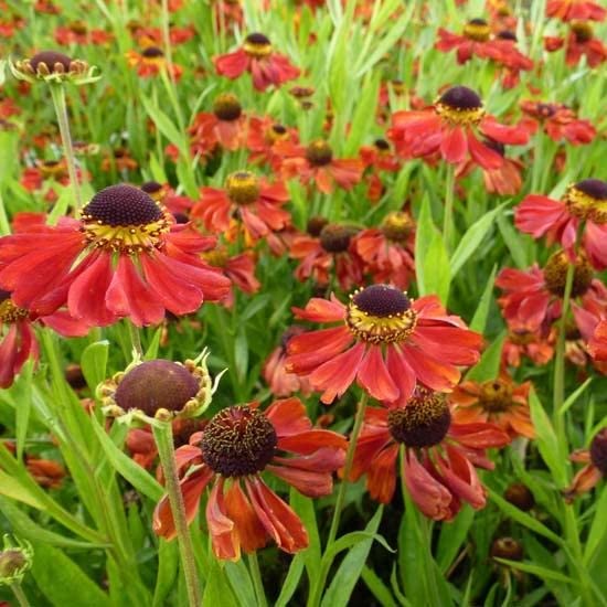 6x Helenium 'Kupferzwerg' – Vaso 9x9 cm – pianta perenne fioritura rosso rame giardino