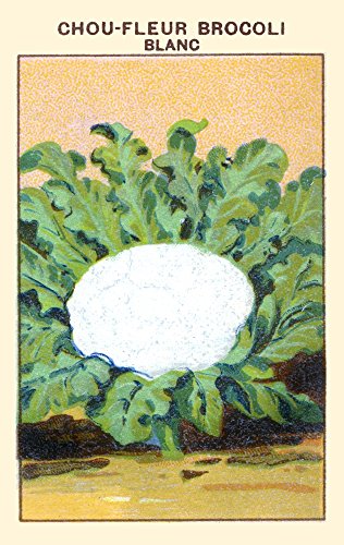 White broccoli cauliflower Poster Print by unknown (18 x 24)