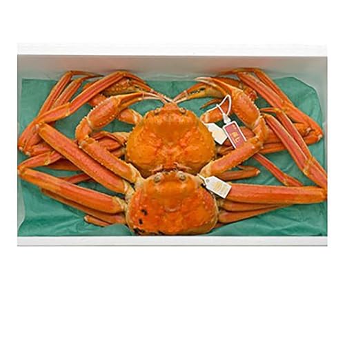 本ずわいがに約500g×2尾|カニ 蟹 富山県 射水市 ※沖縄県・離島への配送不可 ※2026年11月〜発送