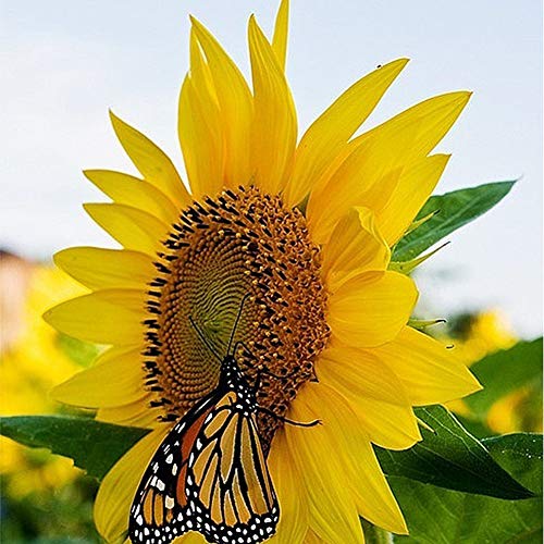 Sementes de girassol, soAR9opeoF Jardinagem, 20Pcs Sementes de girassol Planta Bonsai Plantio de jar