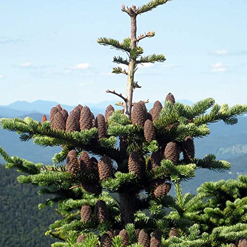 Balsam Fir Seeds Abies Balsamea Needled Evergreen Fragrant Low Maintenance Showy Patio Border Rock Garden Outdoor 30Pcs Tree Seeds By Yegaol Garden #TOP4