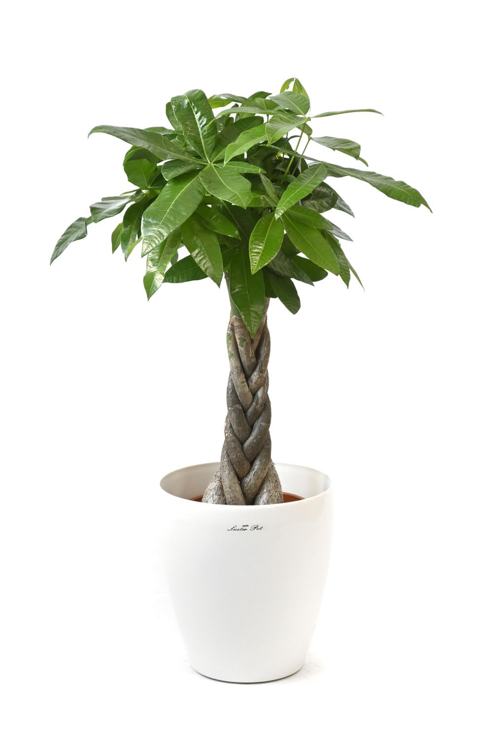 Amazon｜観葉植物 本物 パキラ 7号鉢 【ラスターポット（白）鉢カバー
