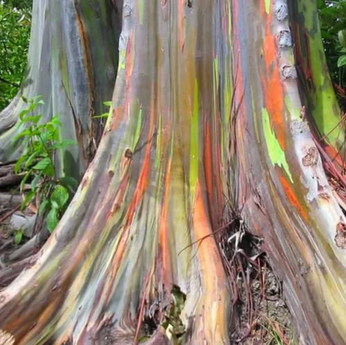 Chuxay Garden Rainbow Eucalyptus Tree 500 Seeds Eucalyptus Deglupta Plant Large Focal Landscape Tree Providing Shade Privacy Screen Makes Great Edging #TOP1