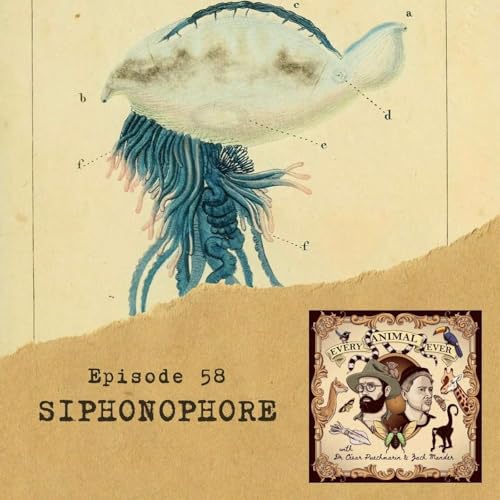 58 - Siphonophore