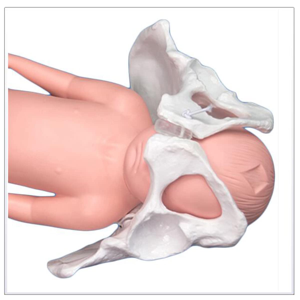 Flexibles Beckenmodell zur Geburt – Modell zur Geburt – mit Fontanelle, Baby- und Becken-Symphysis, bewegliche Sakroiliakgelenke (weiblich)