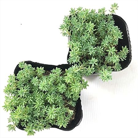 Amazon Co Jp 多肉植物 Seセダム パリダム 多肉植物 セダム 9cmポット ホーム キッチン
