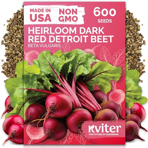KVITER 600 Detroit Dark Red Beet Seeds (Beta vulgaris) - Known As Beet Root Tender & Sweet 2-3 Red Beets - Non Gmo & Heirloom Vegetable Seeds For Planting Outdoors in Garden Raised Beds Containers