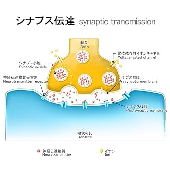 インテリジェンス intelligence 270粒（30日分）日本製 DHA Amazon | 正規品 インテリジェンス intelligenceシリーズ