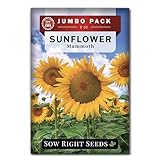 Sow Right Seeds - Mammoth Sunflower Seeds to Plant - 740 Seeds 2 Ounces - Grow Giant Sunflowers - Non-GMO Heirloom Bulk Jumbo Pack for Planting an Outdoor Garden - Abundant Harvest for Pollinators
