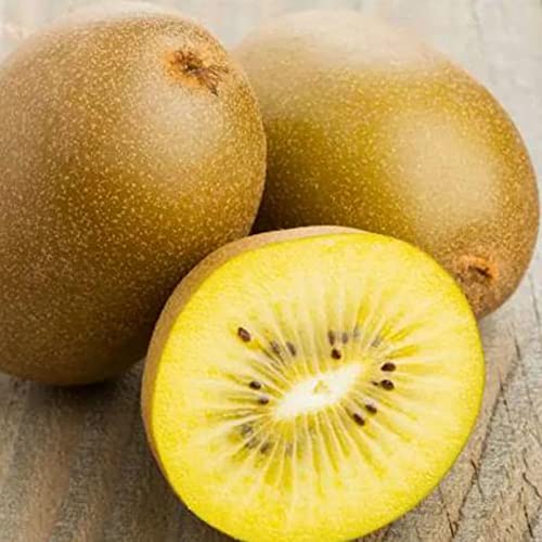 Fruit Seeds For Planting Rare Golden Kiwi Fruit Seeds 10 Pcs Non-Gmo Organic Delicious Yellow Kiwi Seed Easy Grow Nutritious Fruits Seeds #TOP17