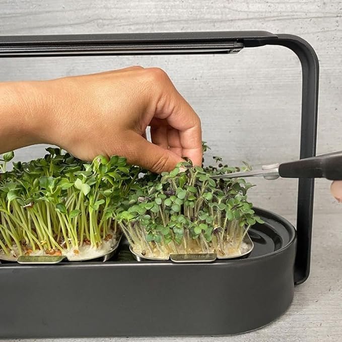 Miniatura 8 de ingarden Microgreen Superfood - Almohadillas de semillas de col rizada - Densas en nutrientes  Orgánico certificado por USDA  Cultivado en 1 semana