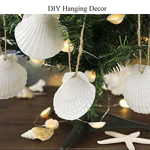 sinkoo Scallop Shells White Natural Seashell 16 PCS for DIY Craft Mermaid Beach Wedding Home Decoration(3-3.5inch) - Image 4