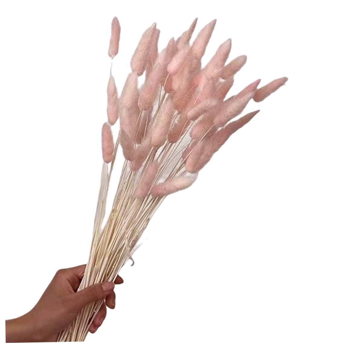 Flor de Cola de Conejo Seca, Ramo de Flores secas de Cola de Conejo Natural, decoración de Hierba de Pampa para decoración del hogar, 50 Uds., 50 cm de luz