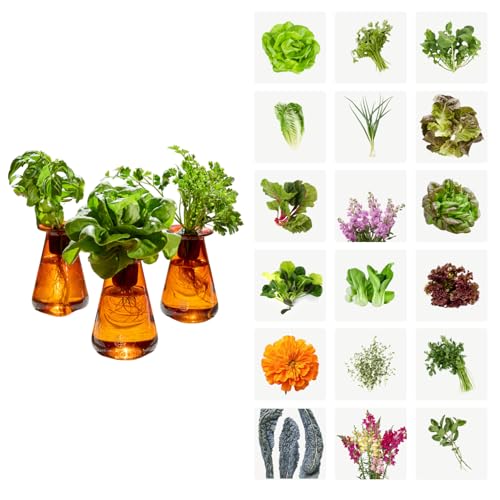 Lettuce Grow Counterstand Hydroponic Garden Indoor Gardening System Hydroponics Growing System Kit Herb Garden Planter Indoor Kit Countertop Vase Style No Grow Light