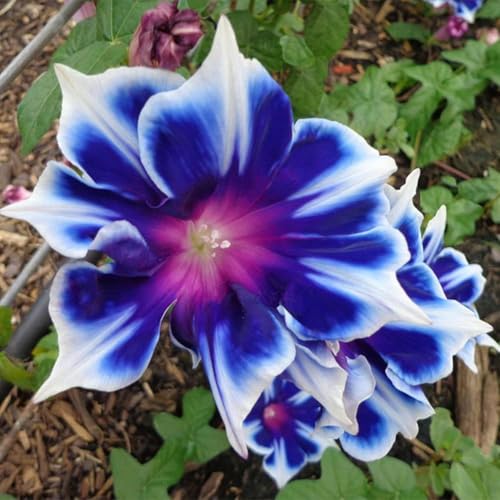 100 Blue & White Morning Glory Seeds (Ipomoea) – Perennial Flower Seeds for Planting, Climbing Flowering Vines – Ideal Flower Seeds to Plant Outside & Inside in Containers, Trellises, Beds