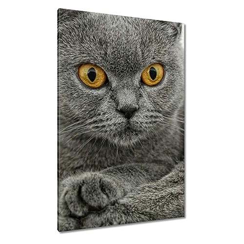 Toile British Shorthair 80x120cm impression haute définition H2044Z