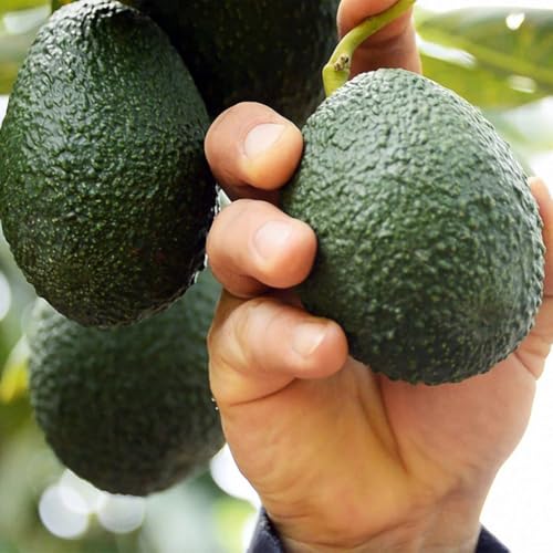 Half Gallon Avocado Tree Live Plant Potted, Cold Hardy 7'-13' Avocado Plant, 1 Year Old...
