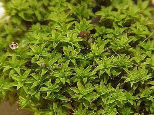 Live Star Mound Moss for Closed Terrarium, Indoor Planting, 2x2 Inch Patch, Dormant Form, Humidity-Loving Plant