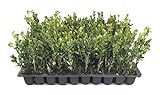 Winter Gem Boxwood - 60 Live Plants - 2' Pot Size - Buxus Microphylla Japonica - Fast Growing Cold...