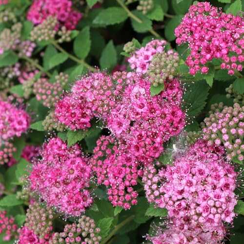 Proven Winners Double Play Princess Spirea (Spiraea Japonica) Live Plant 4.5 Qt