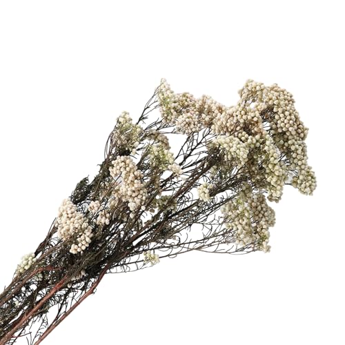 Dried Flower Rice Flower White Dogwood 20 piezas miniatura 2