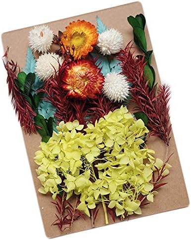 Amazon Co Jp ブリザードフラワー ハーバリウム ドライフラワー 花材 ハンドメイドに オレンジ 黄色 ホーム キッチン Amazon Co Jp ブリザードフラワー ハーバリウム ドライフラワー 花材 ハンドメイドに オレンジ 黄色 ホーム キッチン