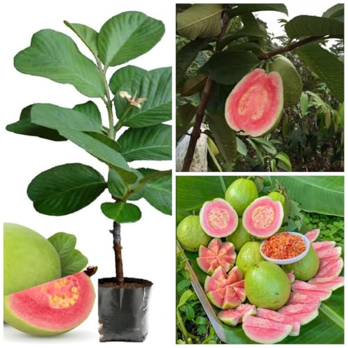 Image of Original Desi Pant Prabhat Guava inch - 1 Healthy Amrood Fruit Plant' 1.5-2 Ft Height in Nursery Grow Bag for Home Garden | Big Yellow Amrood variety,CF SG37