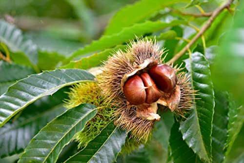 Chestnut American Chinese Hybrid Tree Live Plant, 1 To 3 Ft In Tall, No Wa, Ca, Az, Hi, Ak, Fl, Mi, Or #TOP2