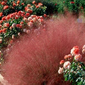 Ruby Muhly Grass Seeds for Ornamental Planting