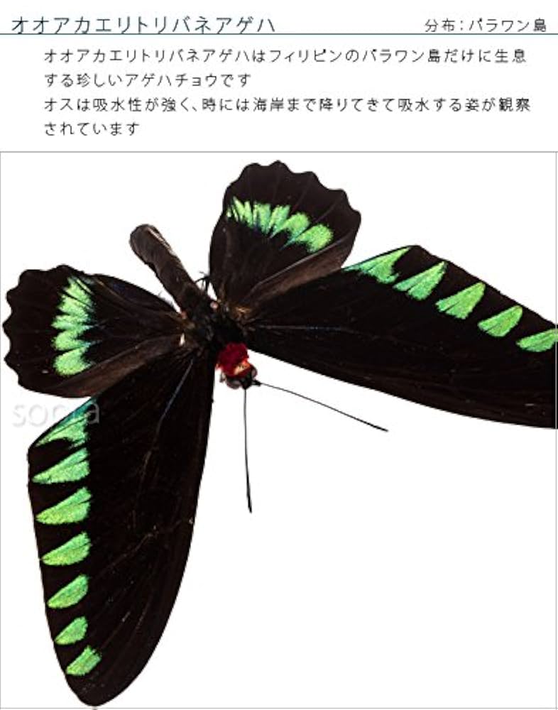 蝶の標本　トリバネチョウの王様(珍特A) 蝶の標本 トリバネチョウの王様(珍珍A) 蝶の標本 トリバネチョウ