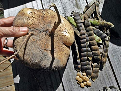 Jicama Seeds - Mexican Potato - Sweet Turnip - A Delicate Sweetness And Crunch(50 - Seeds) #TOP7