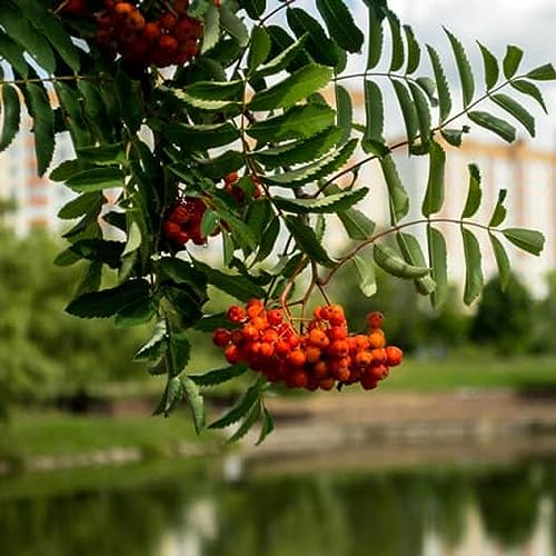 A beginners guide to Urban Foraging.