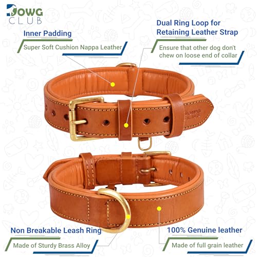 Image of Genuine Leather Dog Collar, Orange, Extra Large, Brass Buckle, Padded | 1.5 Inch Wide, Fit Neck Size - 22 inch - 26 inch, Double D Ring, Adjustable, Thick Leather, Heavy Duty, Soft Leather padding