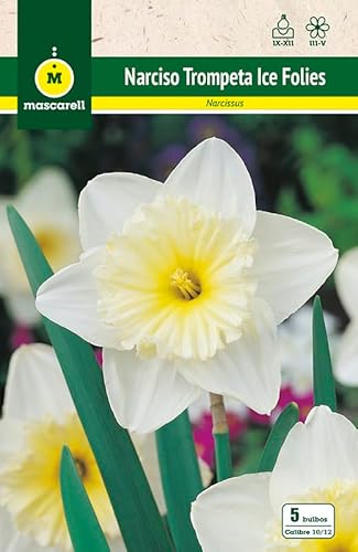 Mascarell Semillas, NARCISOS TROMPETA ICE FOLIES, Semillas Bulbosas, Bulbos de Flores Otoño Fácil de Cultivar, Bolsa 5 Bulbos