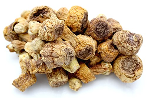 Dried Almond Mushroom/Agaricus Blazei/Jisongrong ??? FREE worldwide AirMail (500 grams 1.1 LB)
