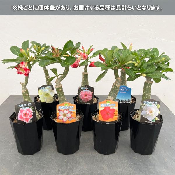Amazon.co.jp: アデニウム：天空のバラ（八重咲き）おまかせ 4号[多肉