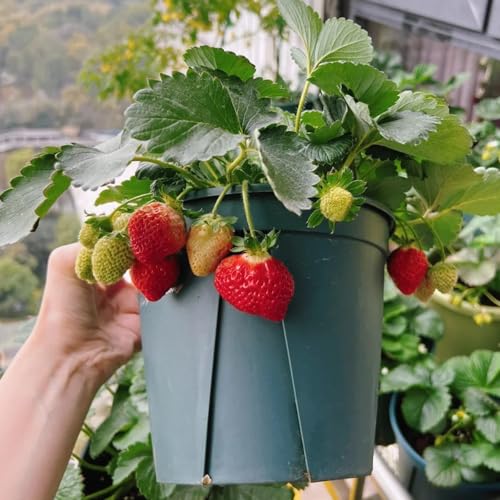 50 piezas Semillas de Fresa - Semillas de Fresa planta trepadora techo verde Semillas de fresa orgánicas columna fruta balcón decoración plantas exóticas resistente semillas jardín
