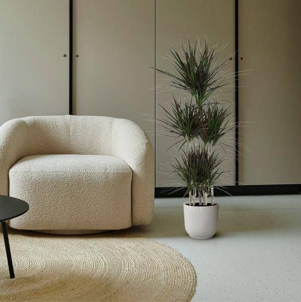 Dracaena - Giostra magenta, 150 cm, ø31