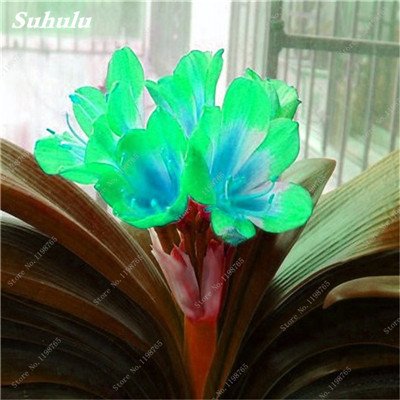 Seeds Bonsai clivia Seeds, Rare of The clivia Flowers, Plants in Flower Potted Flower Window sill Garden Decor 50 pcs 2