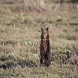 Posterazzi PDDUS51BJY0294 USA, Wyoming, Grand Teton National Park. Grizzly Yearling cub Standing in Meadow. Credit as: Don Grall/Jaynes Gallery/DanitaDelimont.com Photo Print, 24 x 18, Multi
