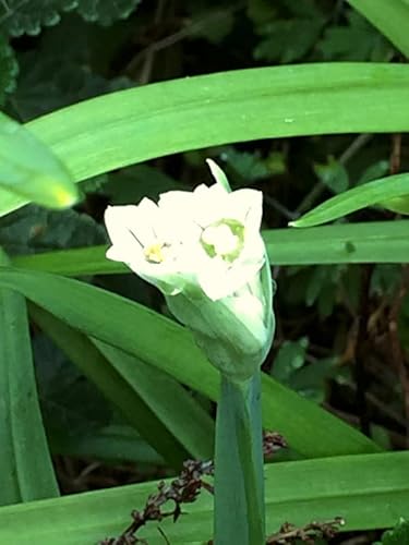 Bärlauch/Wilder Lauch (Allium ursinum) - ca. 100 Samen