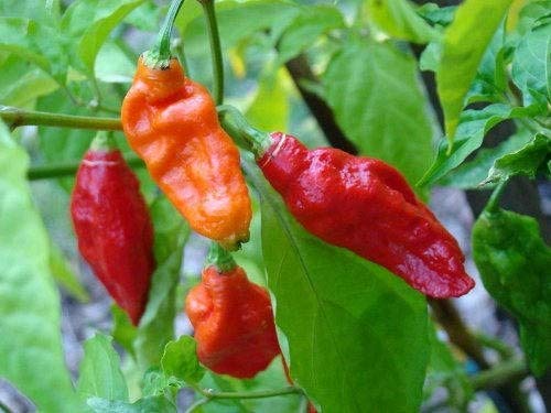 20 Ghost Pepper (RFLP) ctBlazing Hot Naga Bhut Jolokia Cobra Chili Vegetable (RFLP) ctComb S/H Can Grow in Pot 20 Ghost Pepper (RFLP) ctBlazing Hot Naga Bhut Jolokia Cobra Chili Vegetable (RFLP) ctComb S/H Can Grow in Pot