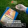X-Seed Bluegrass Lawn Seed Blend with 4Most Seed Enhancement by DLF - Fast-Growing, Drought-Tolerant, Cool-Season Grass Seed for Thick, Green Lawns, 3 lbs. Covers up to 4,900 sq. feet, 99.9% Weed Free
