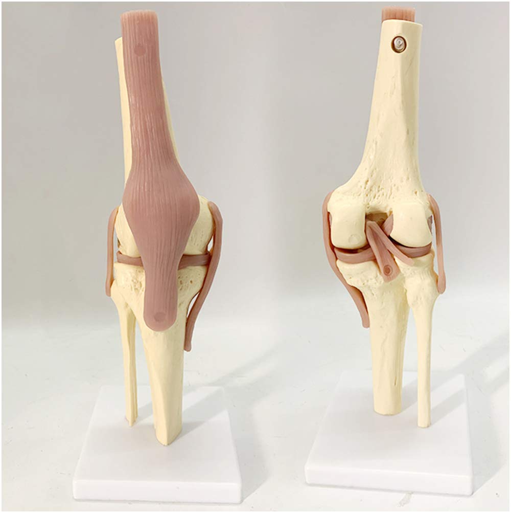 Sjdopulse A Knee Joint Model - Life Size Human Knee Joint Function Model - Life Size Ligament Functional Knee Joint Model - For Medical Education Teaching Display (A)